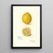 Reproductie van het schilderij Citrus limon - Amanda Almira Newton