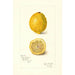 Reproductie van het schilderij Citrus limon - Amanda Almira Newton
