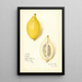 Reproductie van het schilderij Citrus limon Etrog - Amanda Almira Newton