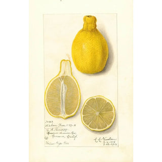Amanda Almira Newton - Citrus limon Lisbon.webp