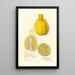 Citrus limon Lisbon - Amanda Almira Newton — ingelijst kunstwerk aan de muur
