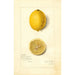 Reproductie van het schilderij Citrus limon Villa France - Amanda Almira Newton