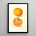 Reproductie van het schilderij Citrus nobilis King - Amanda Almira Newton