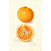 Reproductie van het schilderij Citrus nobilis King - Amanda Almira Newton