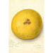 Citrus paradisi - Amanda Almira Newton — weergave van het kunstwerk