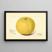 Citrus paradisi Davis Seedless - Amanda Almira Newton — ingelijst kunstwerk aan de muur