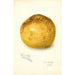 Reproductie van het schilderij Citrus paradisi Florida Late - Amanda Almira Newton