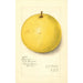 Citrus paradisi Inman - Amanda Almira Newton — weergave van het kunstwerk