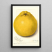 Reproductie van het schilderij Citrus paradisi Marsh Seedless - Amanda Almira Newton
