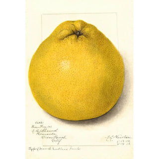 Amanda Almira Newton - Citrus paradisi Marsh Seedless.webp