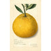 Citrus paradisi Natsumikan - Amanda Almira Newton — weergave van het kunstwerk