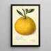Citrus paradisi Natsumikan - Amanda Almira Newton — ingelijst kunstwerk aan de muur