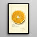 Reproductie van het schilderij Citrus paradisi Navel - Amanda Almira Newton