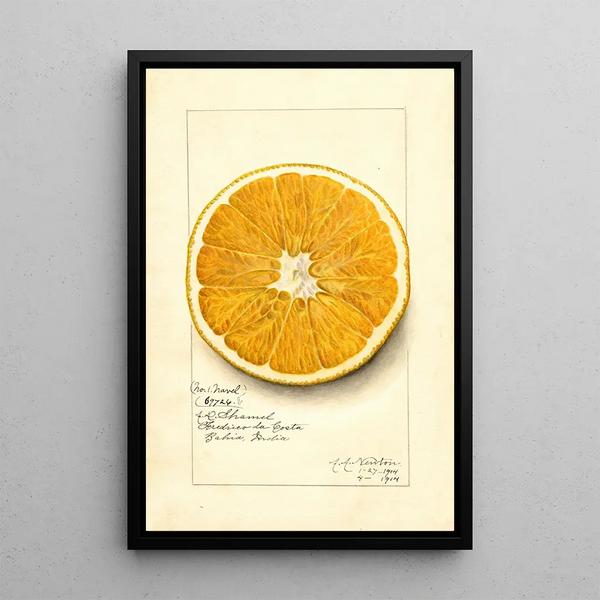 Amanda Almira Newton - Citrus paradisi Navel.webp