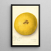 Citrus paradisi - Amanda Almira Newton — ingelijst kunstwerk aan de muur
