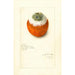 Citrus sinensis - Amanda Almira Newton — weergave van het kunstwerk
