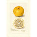 Reproductie van het schilderij Citrus sinensis Acida - Amanda Almira Newton