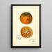Reproductie van het schilderij Citrus sinensis Blood Tardiff - Amanda Almira Newton
