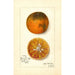 Reproductie van het schilderij Citrus sinensis Blood Tardiff - Amanda Almira Newton