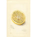Citrus sinensis Ichang - Amanda Almira Newton — weergave van het kunstwerk