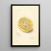 Citrus sinensis Ichang - Amanda Almira Newton — ingelijst kunstwerk aan de muur