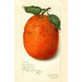 Citrus sinensis New - Amanda Almira Newton — weergave van het kunstwerk