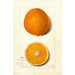 Citrus sinensis Thompson Improved Navel - Amanda Almira Newton — weergave van het kunstwerk