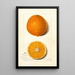 Citrus sinensis Thompson Improved Navel - Amanda Almira Newton — ingelijst kunstwerk aan de muur