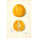 Citrus sinensis True Eureka - Amanda Almira Newton — weergave van het kunstwerk