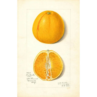 Amanda Almira Newton - Citrus sinensis True Eureka.webp