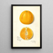 Citrus sinensis True Eureka - Amanda Almira Newton — ingelijst kunstwerk aan de muur