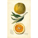 Citrus sinensis Valencia - Amanda Almira Newton — weergave van het kunstwerk
