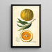 Citrus sinensis Valencia - Amanda Almira Newton — ingelijst kunstwerk aan de muur
