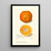 Reproductie van het schilderij Citrus sinensis Washington Navel - Amanda Almira Newton