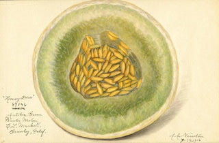 Amanda Almira Newton - Cucumis melo Honey Dew.webp