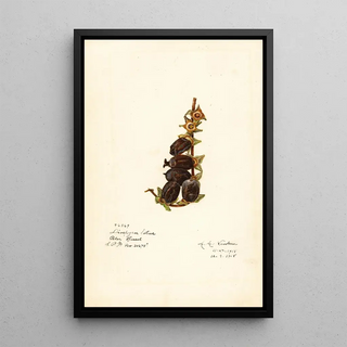 Amanda Almira Newton - Diospyros.webp