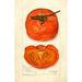 Reproductie van het schilderij Diospyros Chinees - Amanda Almira Newton