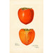Reproductie van het schilderij Diospyros Hachiya - Amanda Almira Newton
