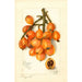 Reproductie van het schilderij Eriobotrya japonica Baronne Hall - Amanda Almira Newton