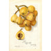Reproductie van het schilderij Eriobotrya japonica Tanaka - Amanda Almira Newton
