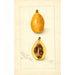 Eriobotrya japonica Victor - Amanda Almira Newton — weergave van het kunstwerk