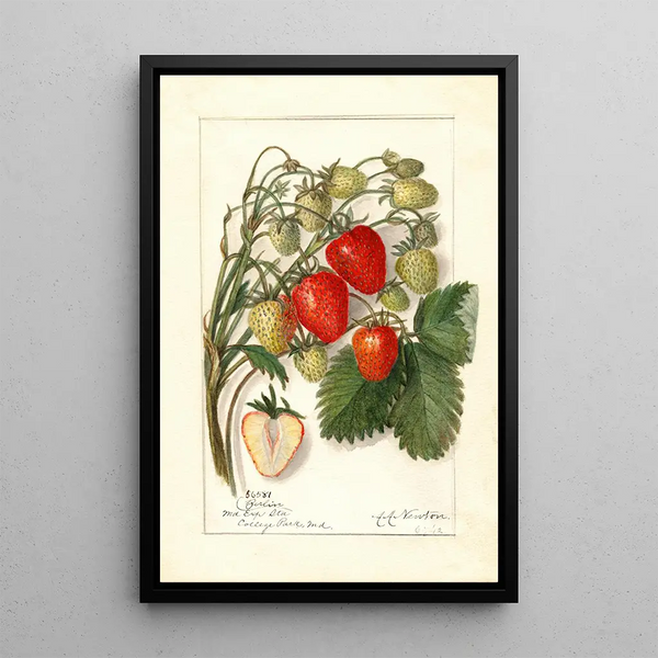 Amanda Almira Newton - Fragaria Berlin.webp