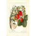 Reproductie van het schilderij Fragaria Berlin - Amanda Almira Newton
