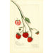 Fragaria Blaine - Amanda Almira Newton — weergave van het kunstwerk