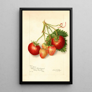 Amanda Almira Newton - Fragaria Brackett.webp