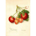 Reproductie van het schilderij Fragaria Brackett - Amanda Almira Newton