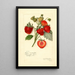 Reproductie van het schilderij Fragaria Commonwealth - Amanda Almira Newton