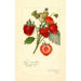 Reproductie van het schilderij Fragaria Commonwealth - Amanda Almira Newton