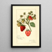 Reproductie van het schilderij Fragaria Corsican - Amanda Almira Newton