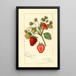 Amanda Almira Newton - Fragaria Corsican.webp